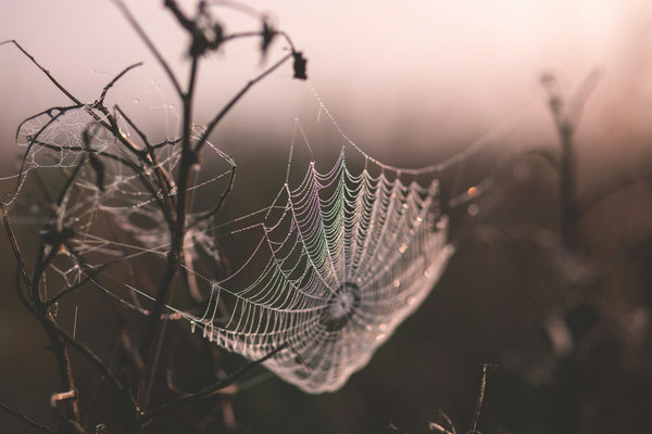 The Wilding Escape Autumn 2025