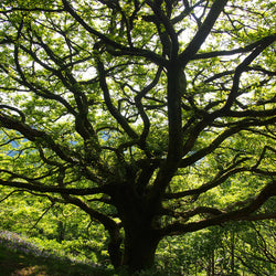 The Celtic Tree Circle